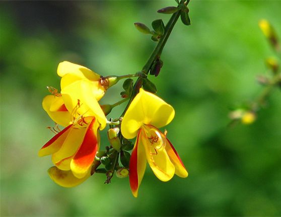 Cytisine vs Varenicline: What Buyers Should Know